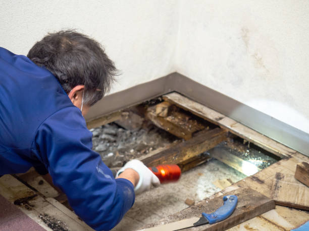 Best Mold Testing and Inspection Services in West Hurley, NY