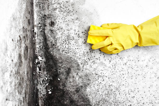 Best Post-Remediation Services in West Hurley, NY