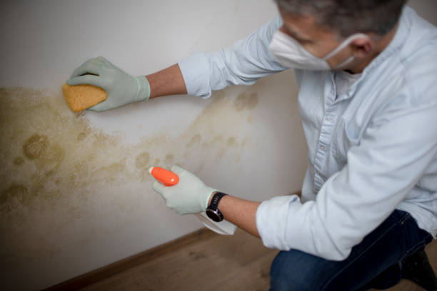 Best Industrial Mold Remediation in West Hurley, NY