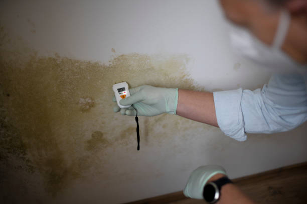 Best Post-Remediation Services in West Hurley, NY