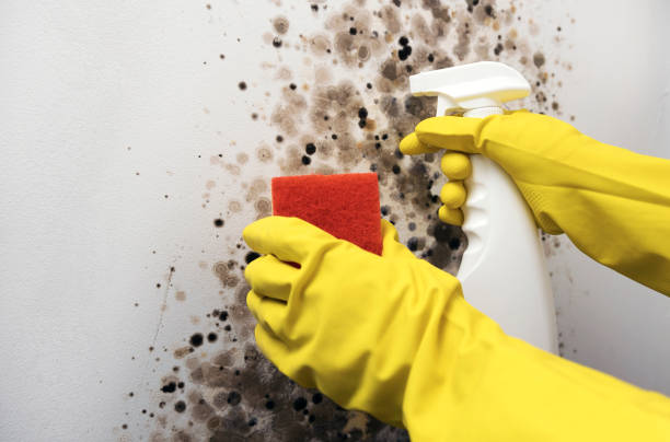 Best DIY Mold Remediation Support Services in West Hurley, NY