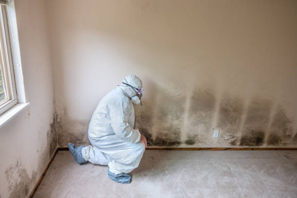 Best Mold Remediation for Specific Building Types in West Hurley, NY