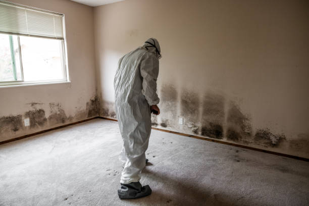 Best Residential Mold Remediation in West Hurley, NY