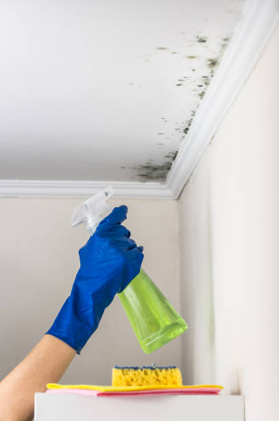 Best Residential Mold Remediation in West Hurley, NY